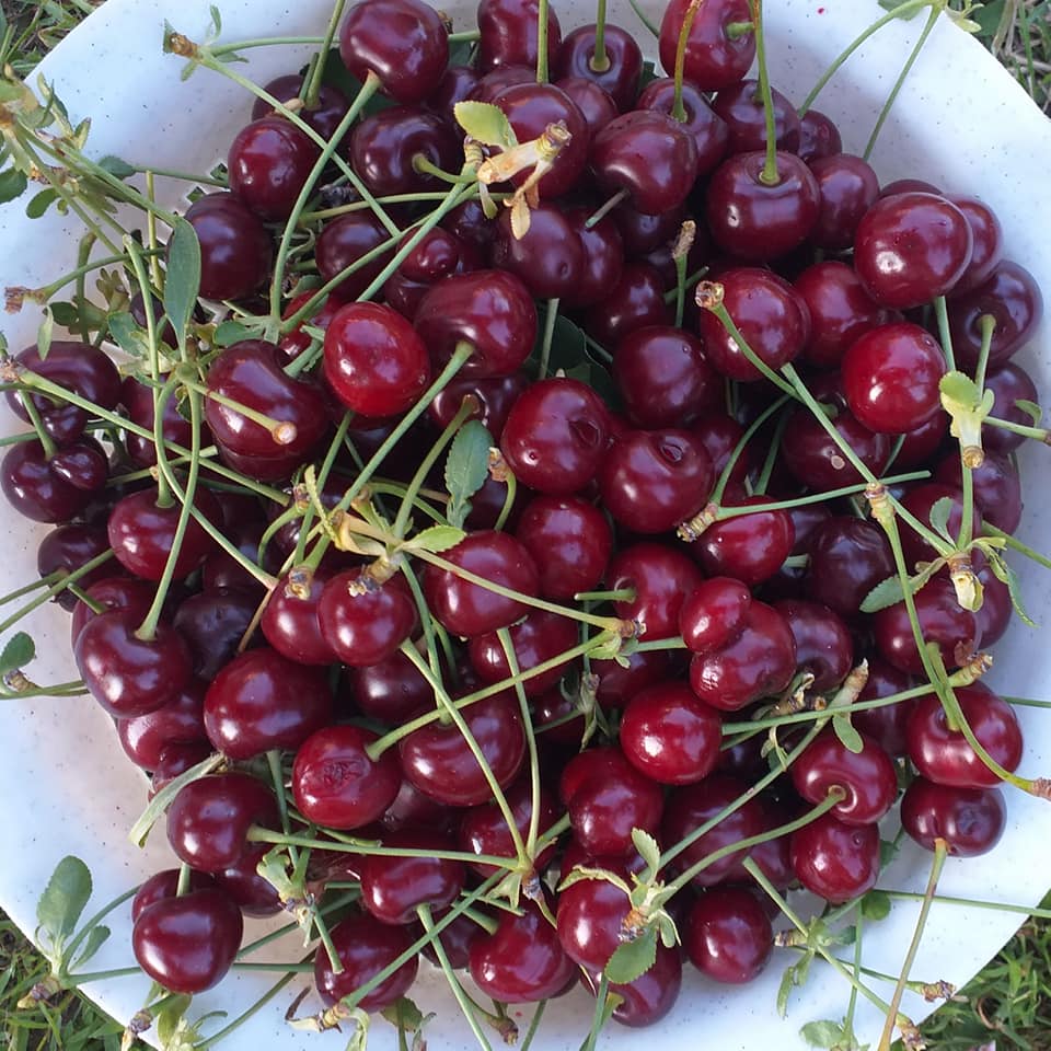 Sour Cherries