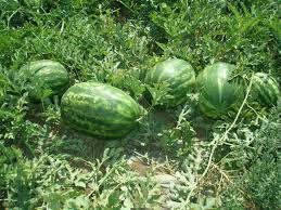Watermelons