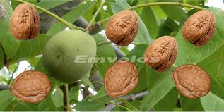 Walnuts