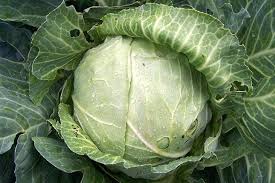 Cabbages