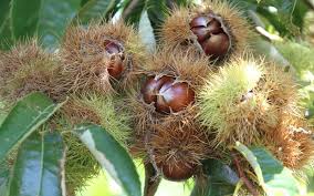 Chestnuts