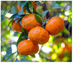 Mandarins
