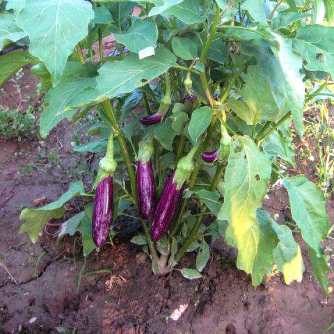 Eggplants