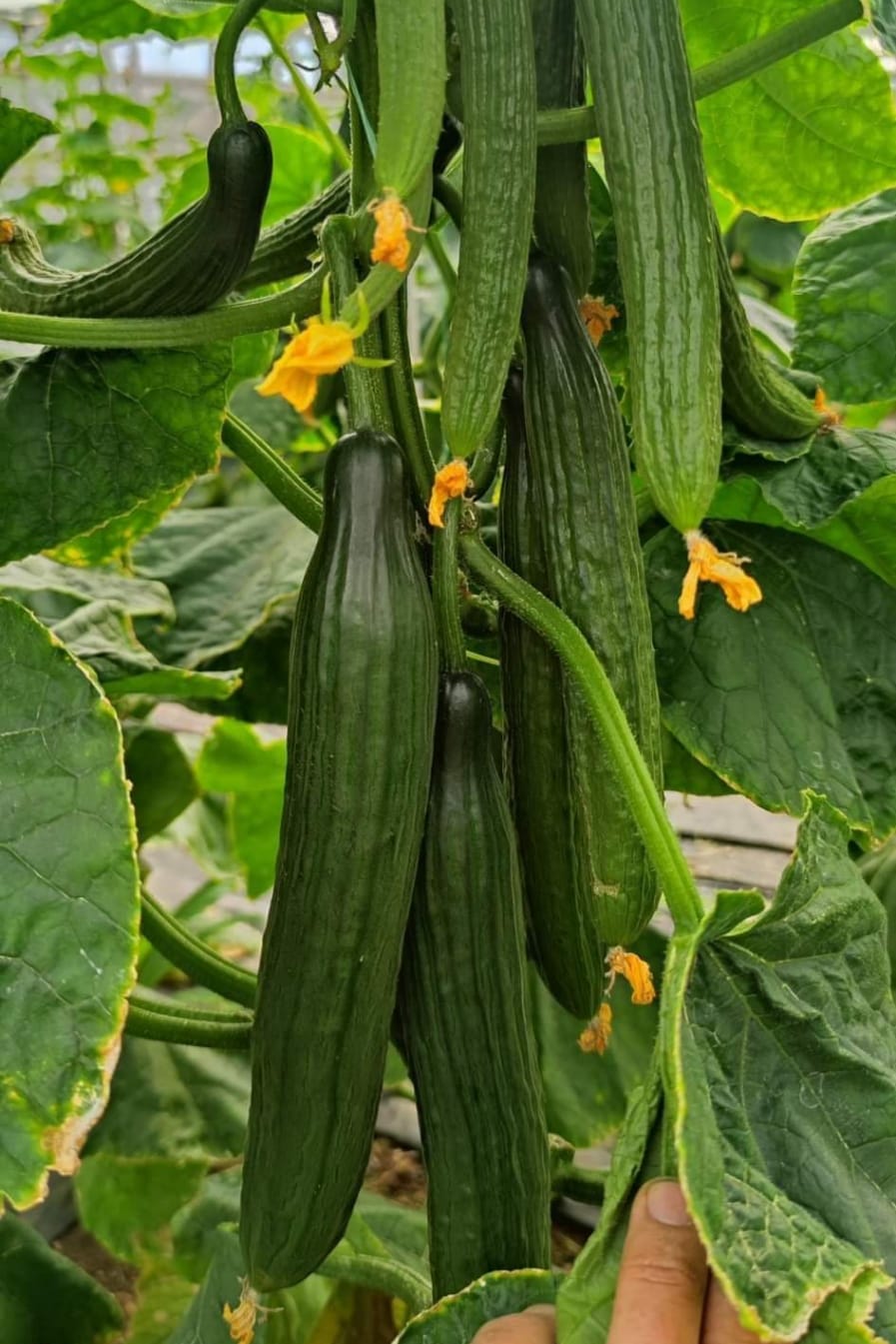 Cucumbers
