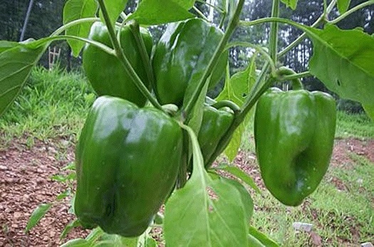 Green Peppers