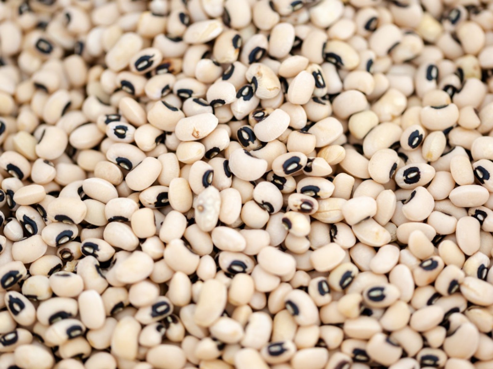 Black-eyed Pea