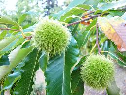 Chestnuts