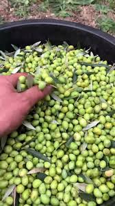 Olives