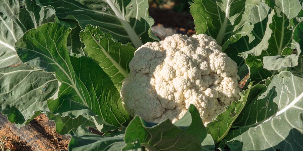 Cauliflowers