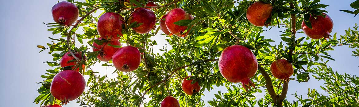 Pomegranate