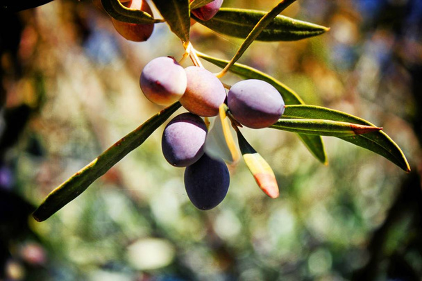 Olives